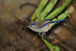 
Minia cyanouroptera - �ůͧ�鶥