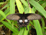 Pachliopta aristolochiae - ���]��