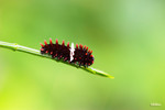 Pachliopta aristolochiae - ���]�� - ����