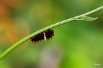 Pachliopta aristolochiae - ���]�� - ����