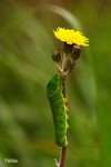 Papilio bianor - �ѻ� - ����