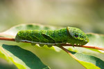 
Papilio bianor - �ѻ� - ����