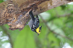 Parus spilonotus - ���U�s��