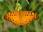 Phalanta phalantha - �W�潺