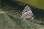 Pratapa deva - �Ħǽ�