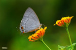 Pratapa deva - �Ħǽ�