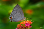 Pratapa deva - �Ħǽ�