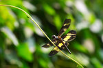 Rhyothemis variegata arria - ���R�ͻf