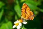 Symbrenthia lilaea - �������潺