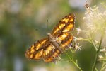 Symbrenthia lilaea - �������潺5