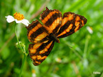 Symbrenthia lilaea - �������潺