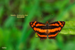 Symbrenthia lilaea - �������潺