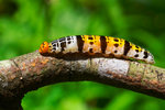 Bibasis gomata - �ճʧ˽� - ����