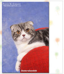 CAT_5323f