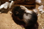 Guinea Pig