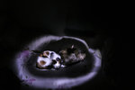 _MG_9941 copy