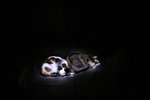 _MG_9944 copy