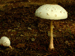 DSCN4073