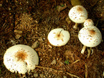 DSCN4086