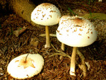 DSCN4087