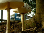 DSCN4090