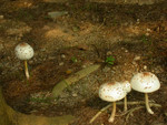 DSCN4147