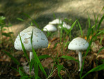 DSCN6442