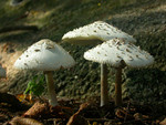 DSCN6443