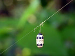 DSCN3868