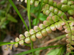 DSCN7084