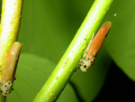 DSCN7307
