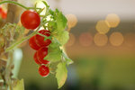 tomato