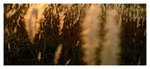 NSW_IMG_7378