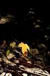 Sophie_IMG_6852