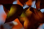 Sophie_IMG_6939