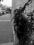 somedayRIMG0315b