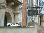 Lazy cat @ 8 am�x<BR>���W8 �I���i��, Gydansk 