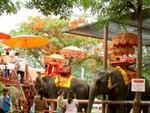 elephant training school