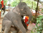 an elephant