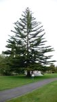 41 Government Garden Tree