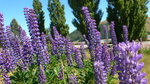 11 LakeTekapo