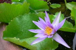 

Lotus in our hotel