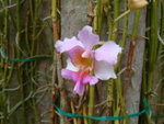 Vanda Miss Joaquim�x<BR>���]