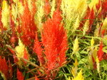 DSCF0154