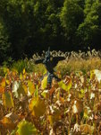 <font color="gold">#02 </font><BR>Adelaide Botanic Garden:<BR>Nelumbo Pond