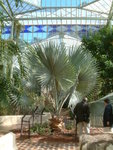 <font color="gold">#04 </font><BR>Adelaide Botanic Garden:<BR>Palm House