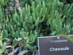 <font color="gold">#06 </font><BR>Adelaide Botanic Garden:<BR>Dessert Area