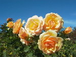 <font color="gold">#11 </font><BR>Adelaide Botanic Garden:<BR>Intermnational rose garden