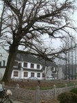 <font color="gold">#23</font><BR>A long life ginkgo tree �x<BR>�d�~�ȧ���