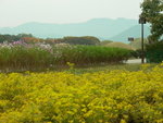 Day 1@ Gyeongju<BR>Morning flowerfield+ Tumuli tomb